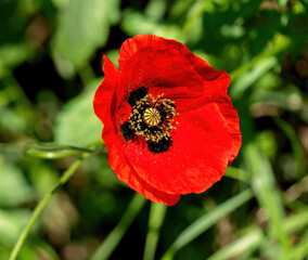 common poppy, red flower