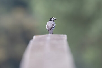 Bachstelze auf einem Holzgeländer einer Brücke