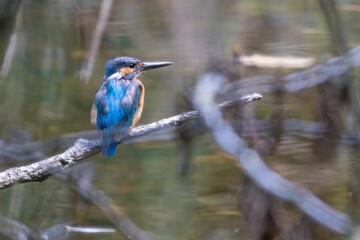 Eisvogel am See