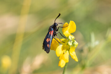 Sechsfleck-Widderchen