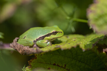 Laubfrosch
