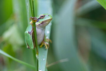 Laubfrosch