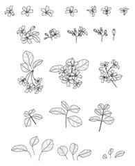 Black and White Jasmine Flower Illustration Set