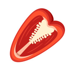 Sweet red bell pepper isolated on white background. Bell pepper in Cartoon style. Vector illustration