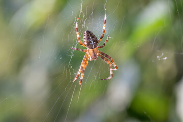 Kreuzspinne in ihrem Netz