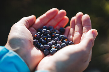 Mountain blueberries, a handful of berries in the palm of your hand, blueberries collected in the mountains, natural vitamins, ripe berries.