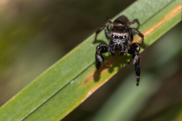 Fototapeta premium Springspinne