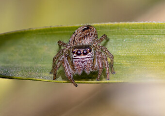 Springspinne