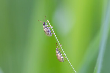 R&uuml;sselk&auml;fer in der Paarungszeit