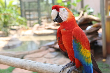 beautiful tropical macaws up close