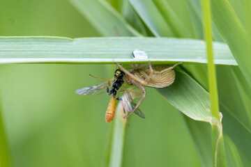 Braune Krabbenspinne mit einer Schlupfwespe als Beute
