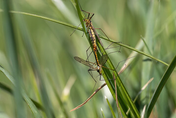 Schnaken bei der Paarung