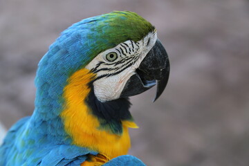 beautiful tropical macaws up close