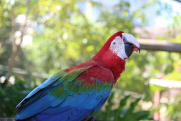 beautiful tropical macaws up close