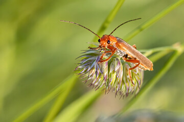 Weichkäfer