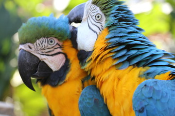 beautiful tropical macaws up close