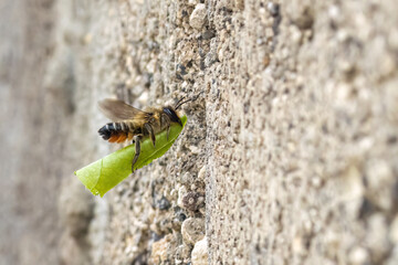 Blattschneiderbiene mit einem Stück Blatt auf dem Weg zum Nest