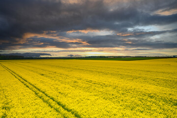 field and blue sky