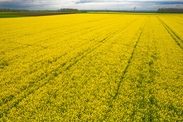 rapeseed field in spring