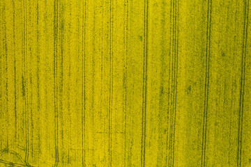 rapeseed field seen from above