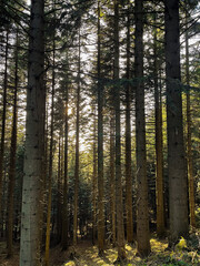 Fototapeta premium Green forest, trees, wood, sunset