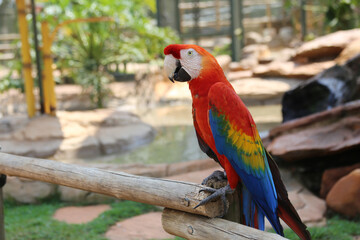 beautiful tropical macaws up close