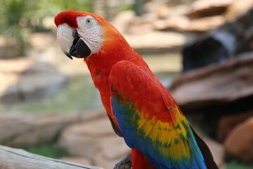 beautiful tropical macaws up close