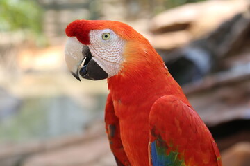beautiful tropical macaws up close