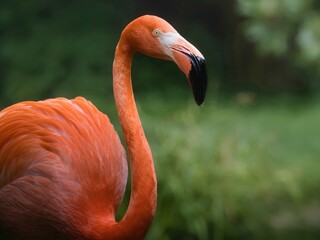 Flamingo long neck bird portrait outdoors
