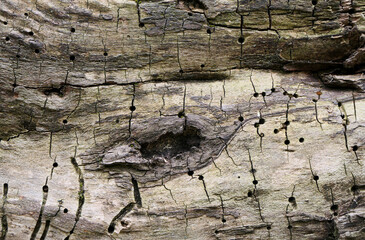 texture background of a tree trunk
