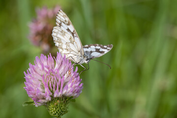 Schachbrettfalter