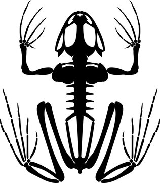 Frog skeleton silhouette. Animals anatomy.