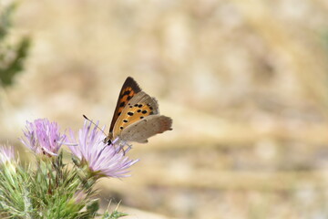 A small copper butterfly (Lycaena phlaeas 