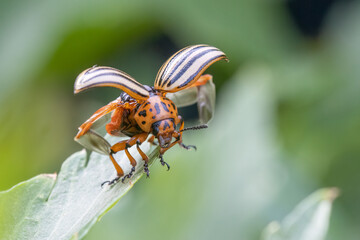 Kartoffelkäfer beim Abflug