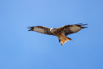 Obraz premium Rotmilan im Flug