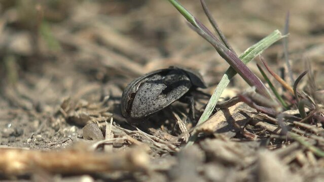 An ant found wounded beetle and tries to attack it and carry it to its anthill. Macro view of insects