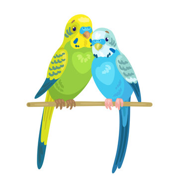 Two cute parakeets are sitting on a stick together. In cartoon style. Isolated on white background. Vector flat illustration