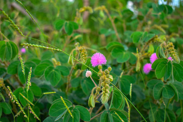 Hermosa Flor de Planta Mimosa Albida