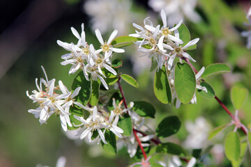white Amelanchier flowers in a clearing in the forest
