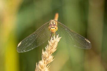 Libelle