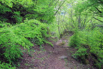 Fototapeta premium Spring forest in the vicinity of the village of Royak (Bulgaria) 