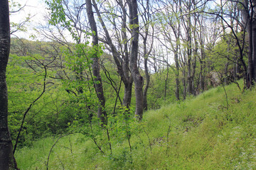 Spring forest in the vicinity of the village of Royak (Bulgaria)
