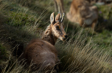 Chamois