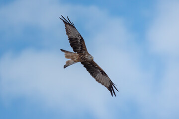 Rotmilan im Flug