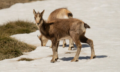 Chamois