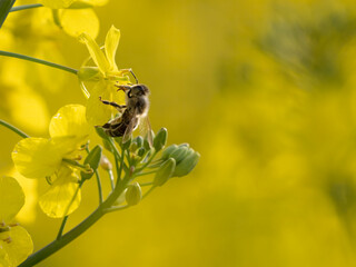 Biene (Apiformes) im Rapsfeld