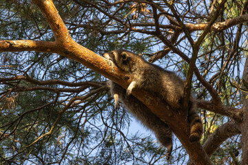 Waschbär