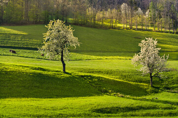 Wiosna na Morawach