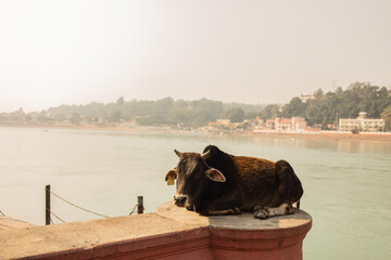 Street cow in India, resting in front of the Ganges river in Richikesh.