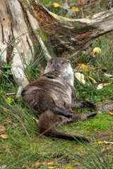 Fototapeta premium Otter